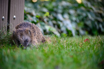 igel auf Wiese bei Nahrungssuche