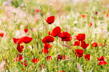 Poppies in the green field