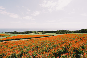 Awaji Hanasajiki Park 