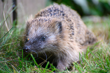 igel auf Wiese bei Nahrungssuche