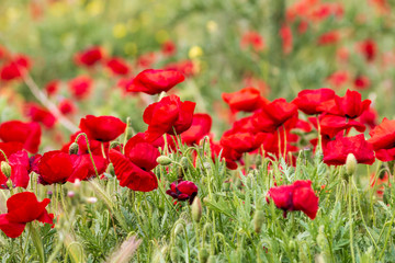 Poppies in the green field