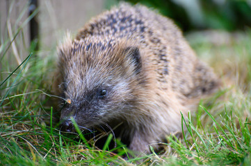 igel auf Wiese bei Nahrungssuche