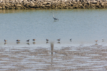 Fish growing ponds and migrating birds in Israel