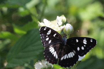 Papillon