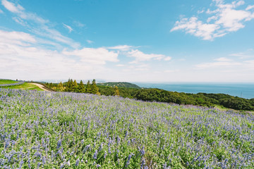 Obraz premium Awaji Hanasajiki Park 