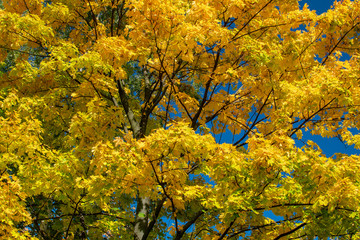 Bright yellow foliage of maples against the blue sky on a sunny autumn day