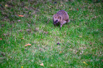 igel auf Wiese bei Nahrungssuche
