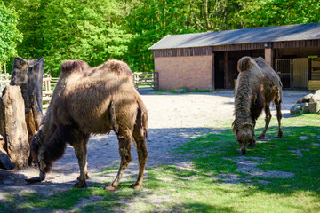 Naklejka premium Image of the camel and th young one taken in park
