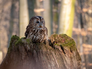 Tawny owl (Strix aluco) in spring forest. Tawny owl sits on tree. Tawny owl and sping background.