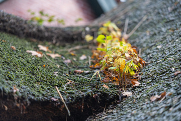 on a thatched  roof, single plants grow between the transitions of the roof