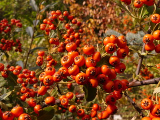 In autumn, many berries ripen in Europe. The main colors of the season are red, yellow and orange.