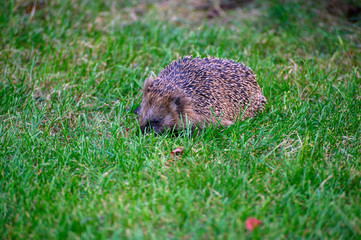 igel auf Wiese bei Nahrungssuche