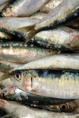 Sardines