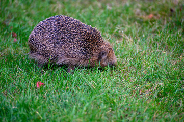 igel auf Wiese bei Nahrungssuche