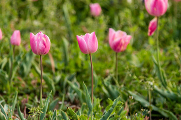 Nature Colorful Tulips