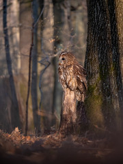 Tawny owl (Strix aluco) in spring forest. Tawny owl sits on tree. Tawny owl and sping background.