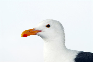 Seagull, close up