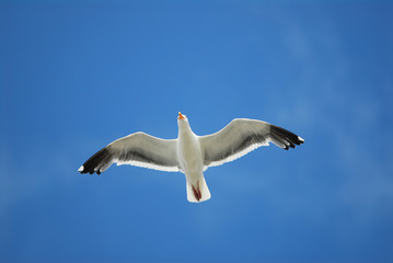 Seagull flying