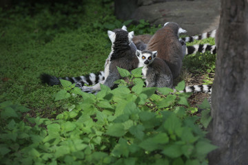  Lemur family at the zoo.