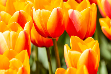 Nature Colorful Tulips