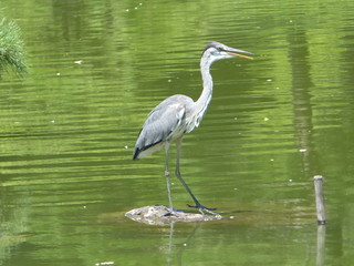 héron cendré posé sur un rocher au milieu d'un lac