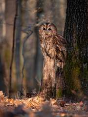 Tawny owl (Strix aluco) in spring forest. Tawny owl sits on tree. Tawny owl and sping background.