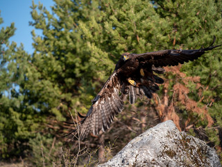 Golden eagle (Aquila chrysaetos) in flyight. Golden eagle portrait. Golden eagle sitting flying. Golden eagle landing on rock.