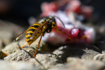 Wespe auf Nahrungssuche