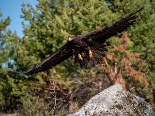 Golden eagle (Aquila chrysaetos) in flyight. Golden eagle portrait. Golden eagle sitting flying. Golden eagle landing on rock.