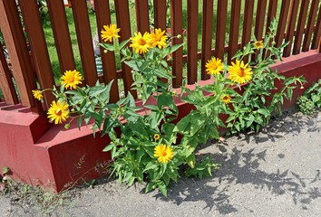 Yellow margaret flowers next to a fence on the street