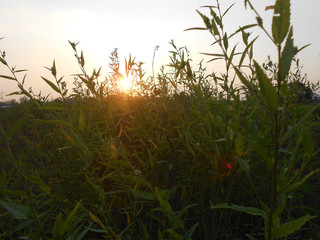 Fototapeta premium tree in field