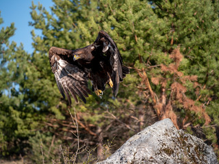 Golden eagle (Aquila chrysaetos) in flyight. Golden eagle portrait. Golden eagle sitting flying. Golden eagle landing on rock.
