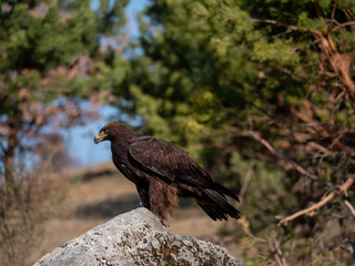 Golden eagle (Aquila chrysaetos) on the rock. Golden eagle portrait. Golden eagle sitting on rock. 