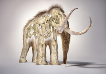 Woolly mammoth with skeleton, perspective frontal view.
