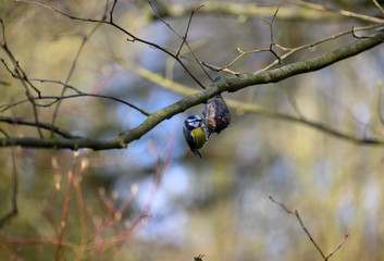 Blaumeise auf futterknödel