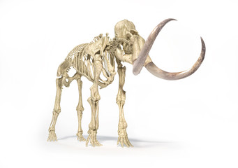 Woolly mammoth skeleton, realistic front perspective view. - obrazy, fototapety, plakaty