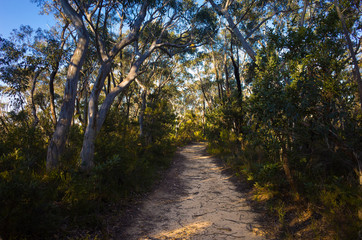 Sandy walk path in the forest in Australia