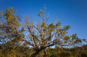 Australian tea tree plant in its natural environment