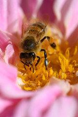 Biene auf Dahlie