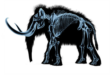 Woolly mammoth skeleton, x-ray effect. - obrazy, fototapety, plakaty