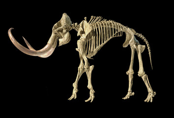 Woolly mammoth skeleton, realistic 3d illustration, side view.