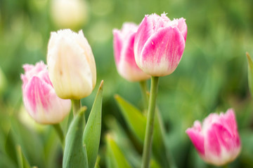 Nature Colorful Tulips