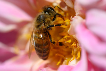Biene auf Dahlie
