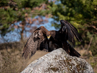 Golden eagle (Aquila chrysaetos) in flyight. Golden eagle portrait. Golden eagle sitting flying. Golden eagle landing on rock.