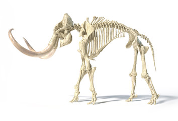 Woolly mammoth skeleton, realistic 3d illustration, side view. © Pixelchaos