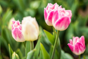 Fototapeta premium Nature Colorful Tulips