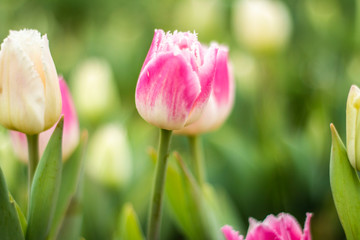Obraz na płótnie Canvas Nature Colorful Tulips