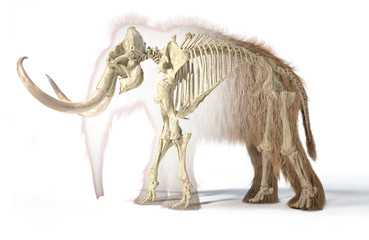 Woolly mammoth with skeleton, viewed from a side.
