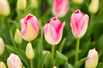 Fototapeta premium Nature Colorful Tulips