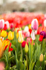 Nature Colorful Tulips